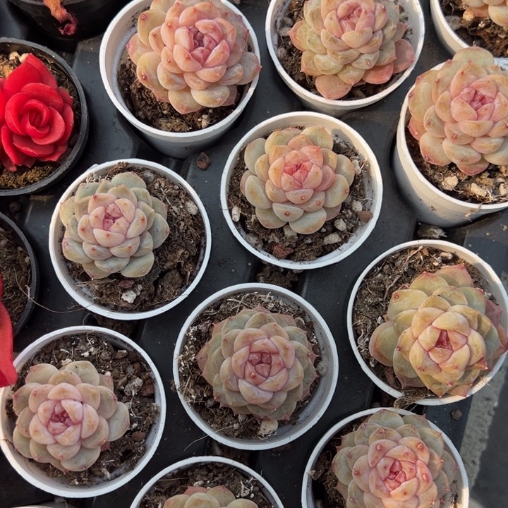 胭脂一颗量拍多肉满20包邮下午发