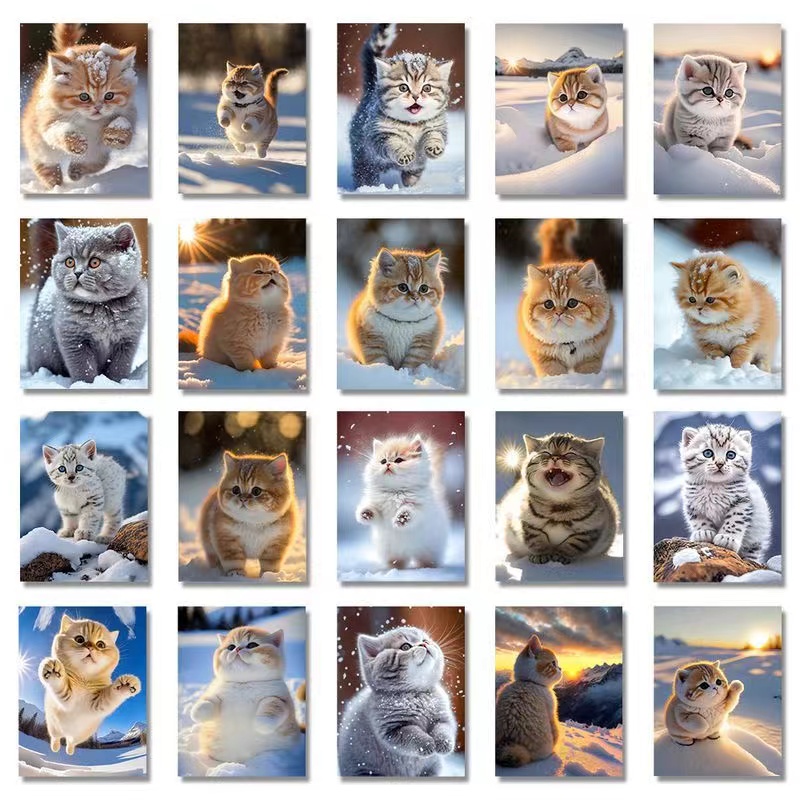 (寒寒宠物)猫咪活体通用链接