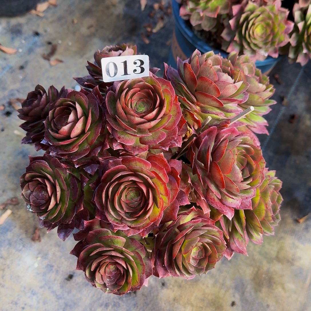 013碧桃丛林多肉植物