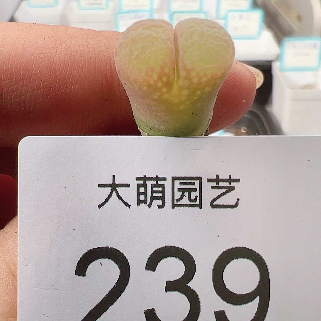 0000239 AP180一物一拍……