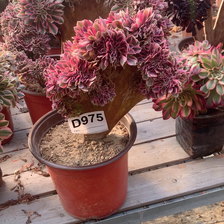 975多肉大师粉女巫缀