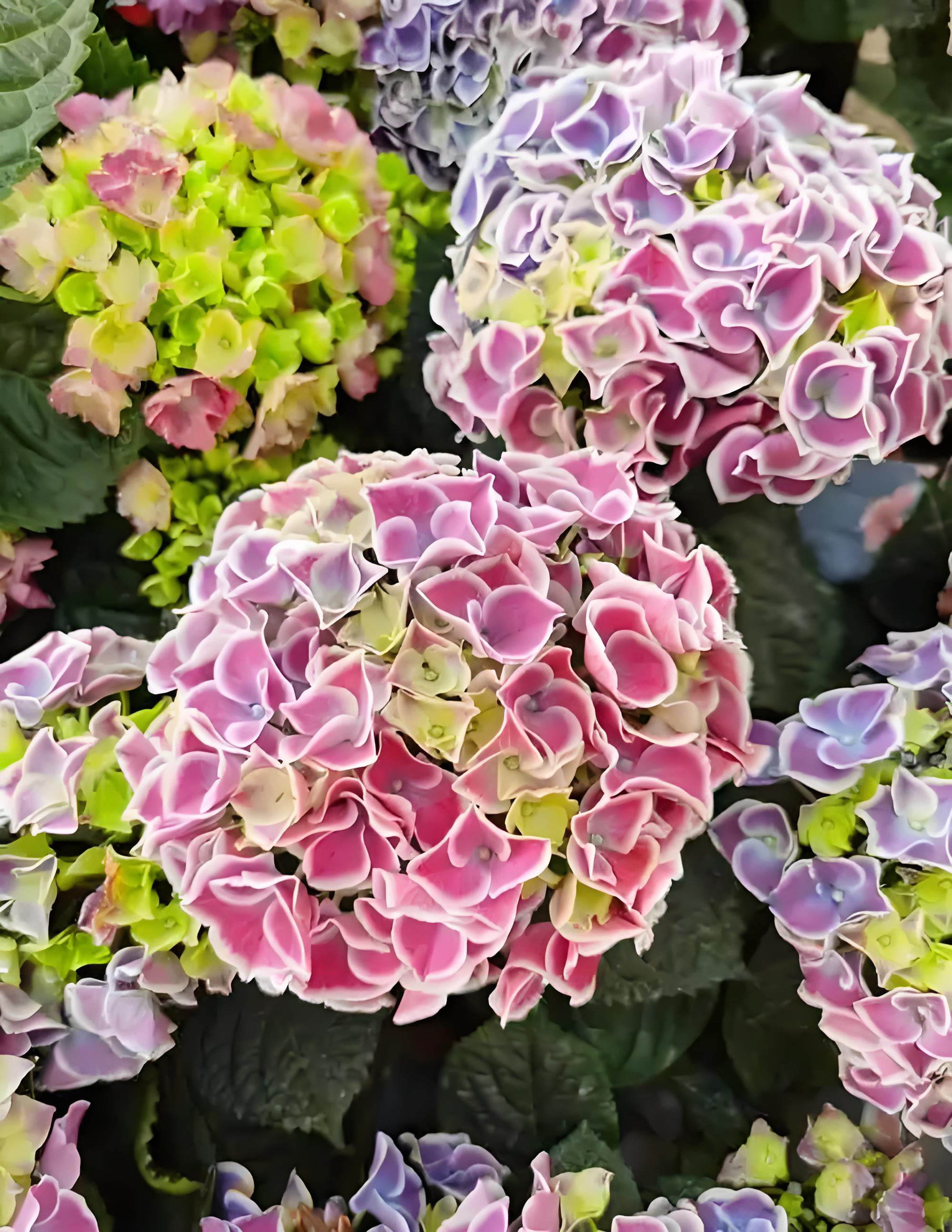 蒂沃利大花重瓣绣球（已发货拒绝无理由退货退款或拒签）