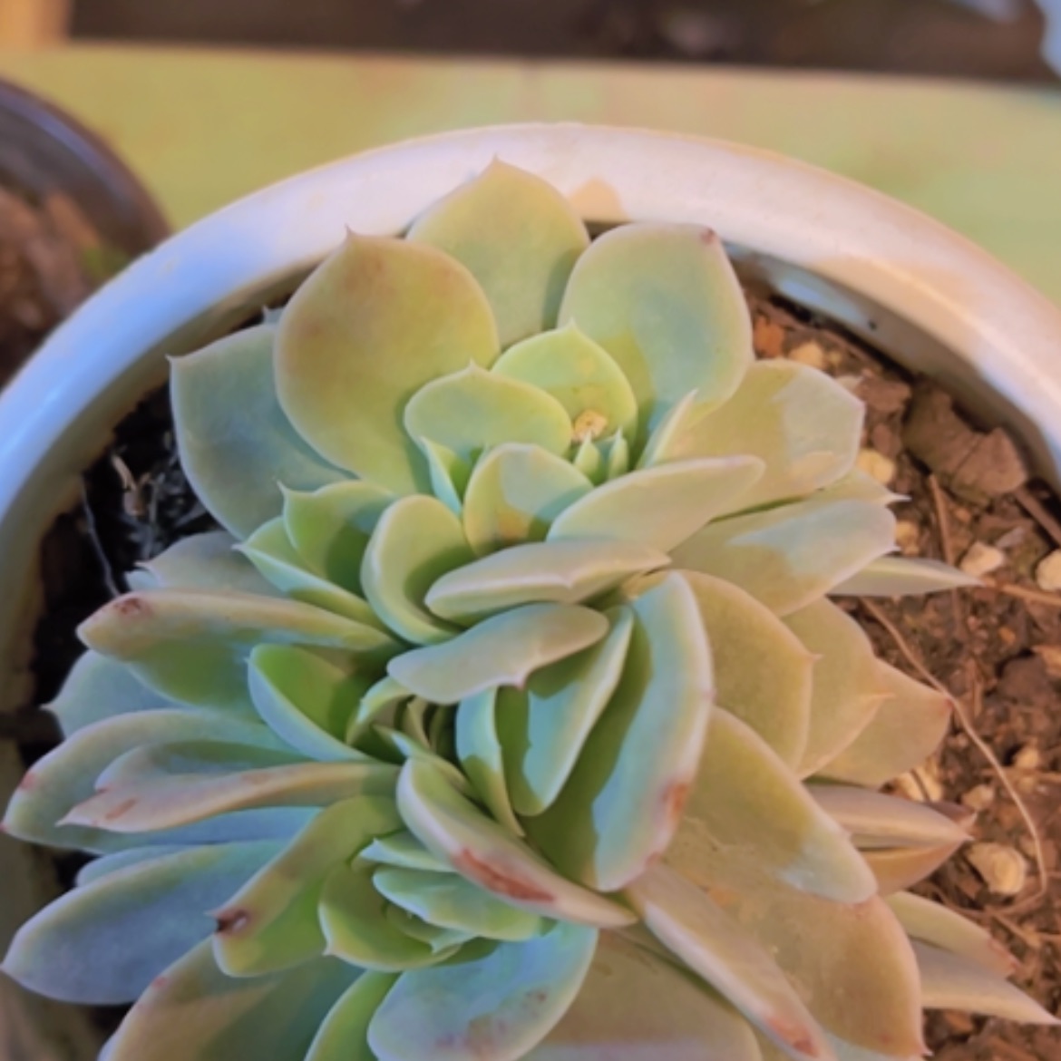 【闪购商品】星纳塔缀24326