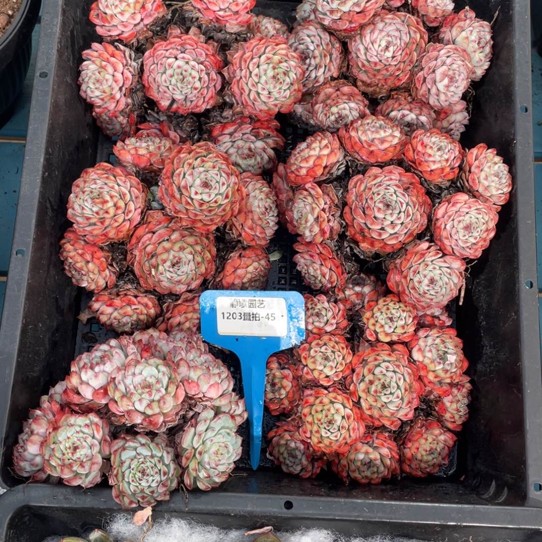 1203-45-捧花粉姬莲老桩一颗