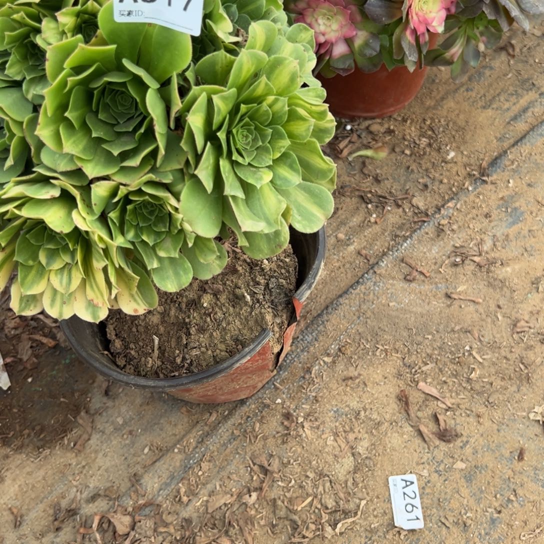 用***4517绿羊绒法师多肉