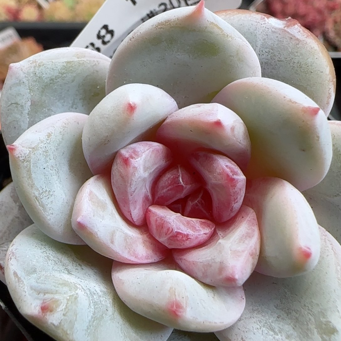 花语逸镜0125-288雪天使