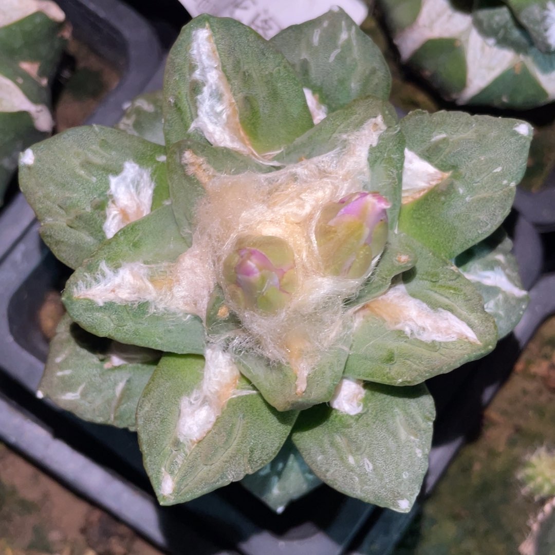 龙牙怒 仙人球开花 仙人球