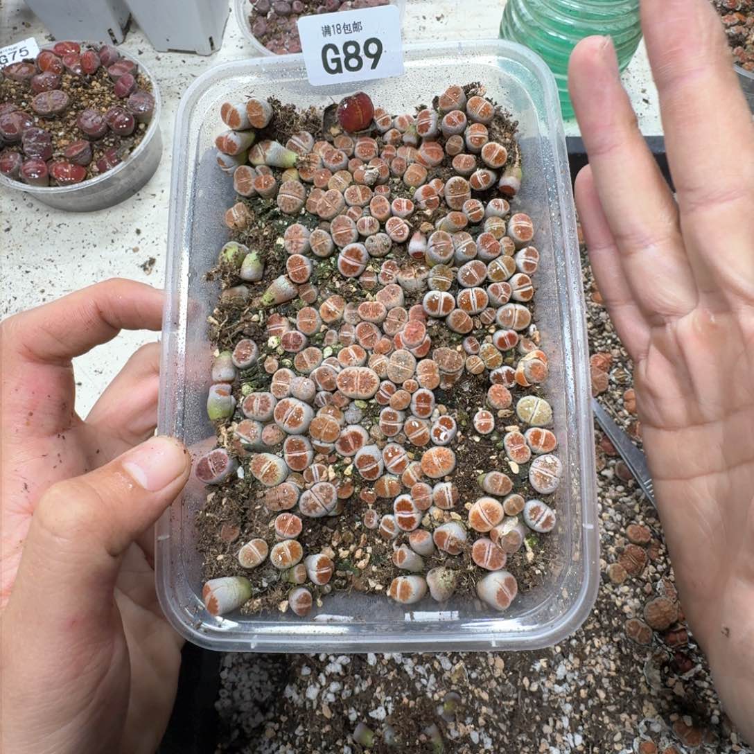 G89 红窗一盒 多肉植物福利