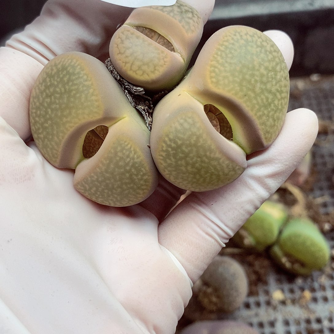 我会把他给她最珍贵爱204