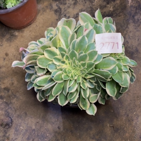 绿豆沙多肉植物2771