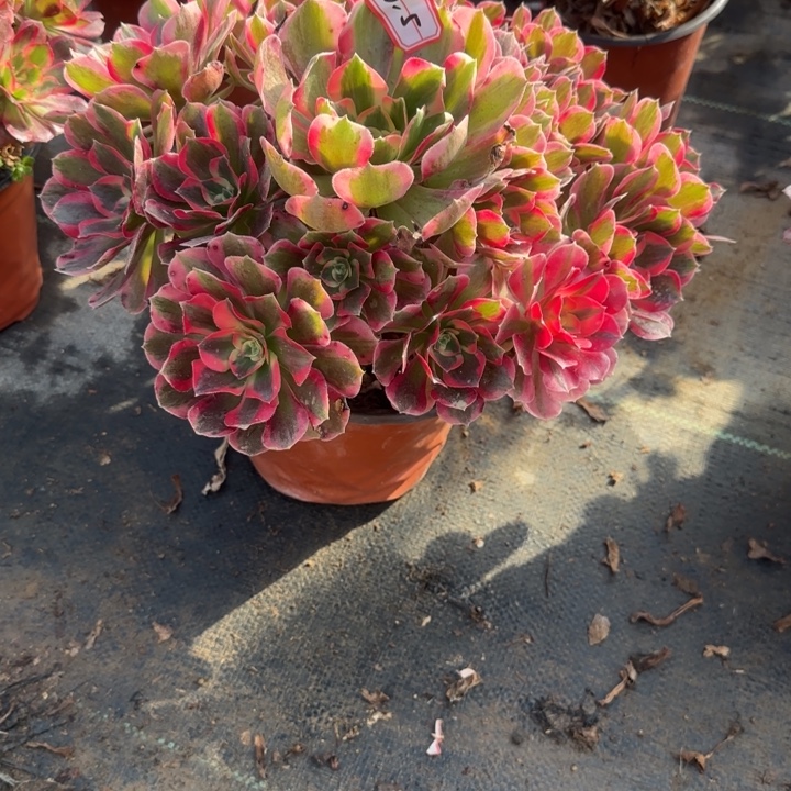 26-5七彩石多肉不包售后福利