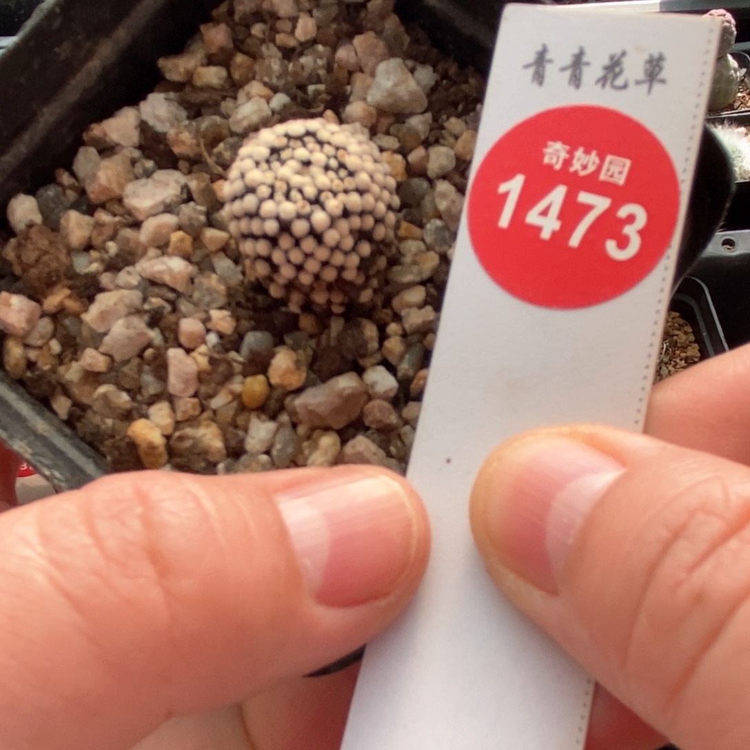 自根松针牡丹1.7cm