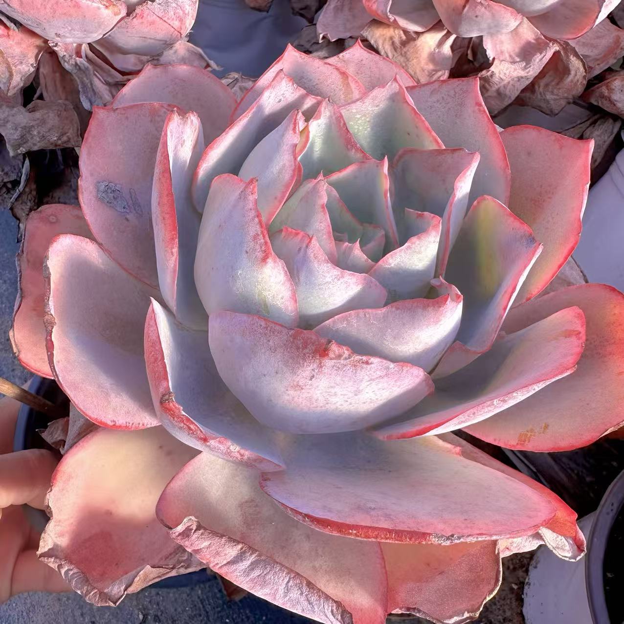 云漫多肉  盆栽蓝玫瑰  多肉植物