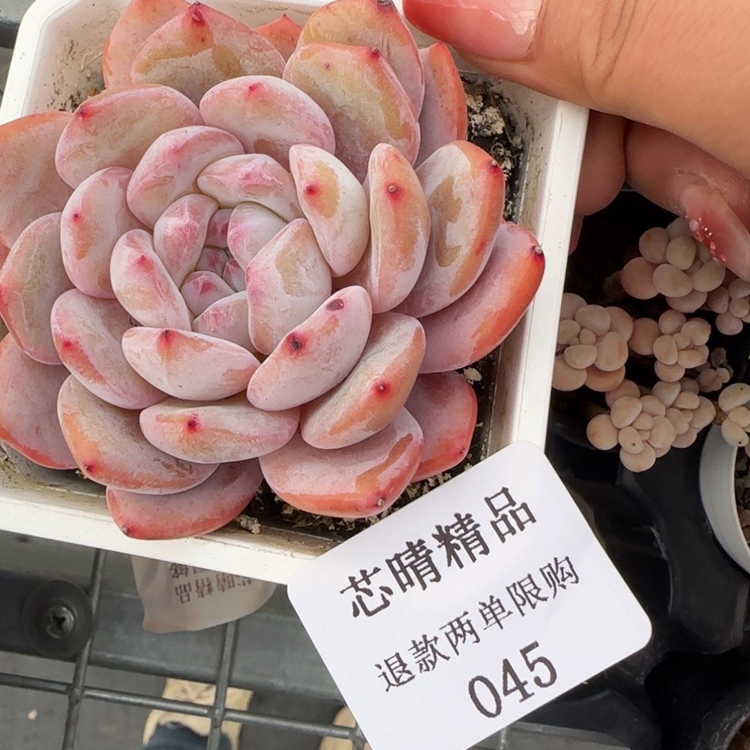 闪购精品多肉45号