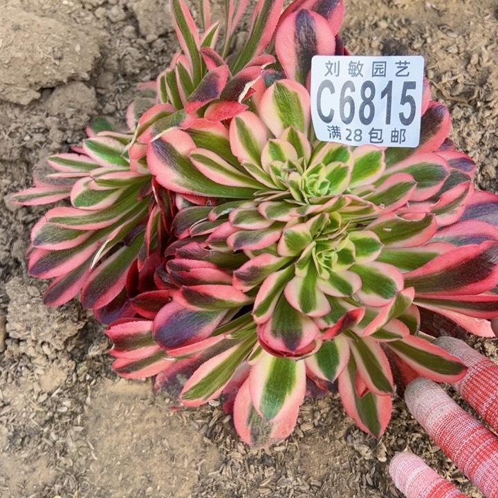 6815组合多肉植物法师