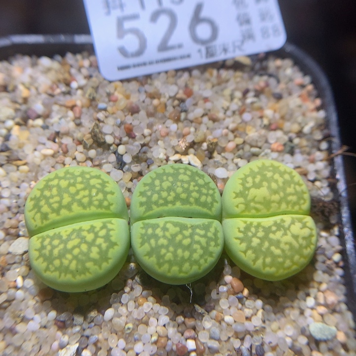 绝绝子生石花113.526