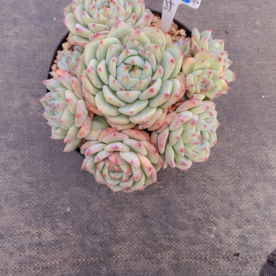 C***y3013白辣汤一颗寄养