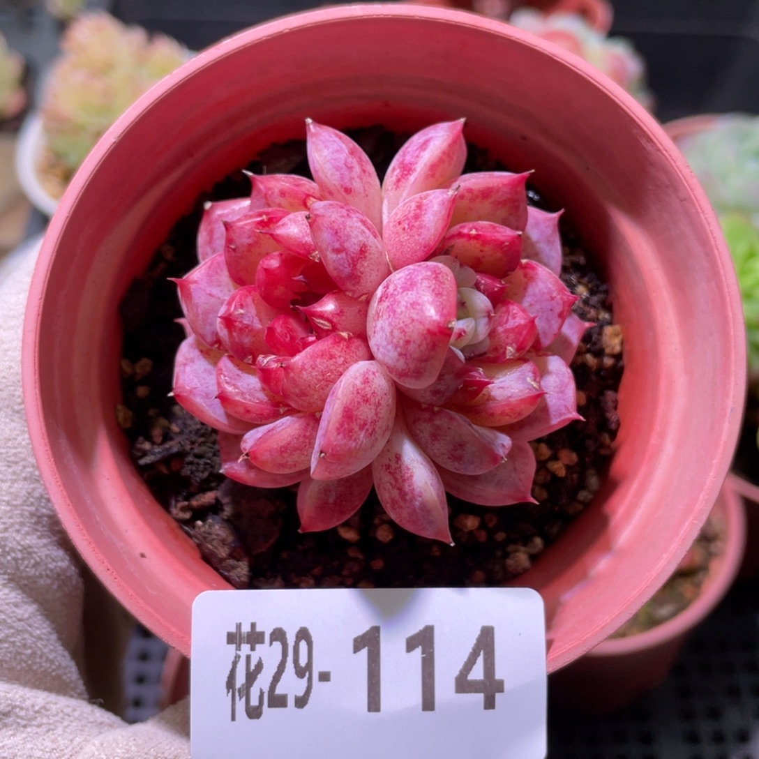 花利美29-114天鹅绒