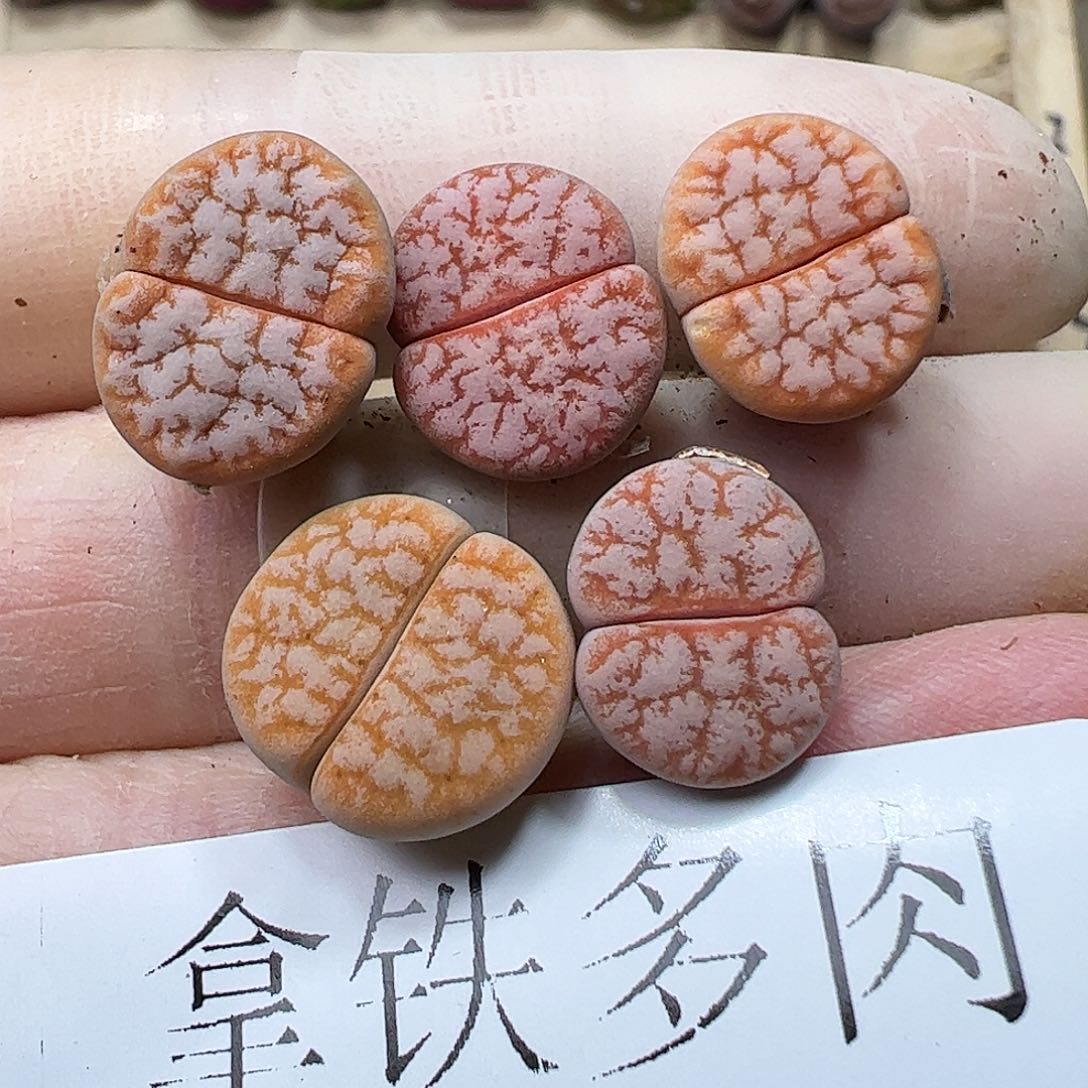 208009/恭喜发财……………………