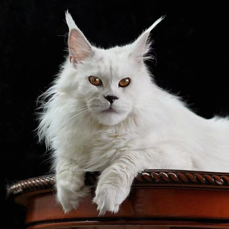 【广州缅因猫】高端缅因猫活体