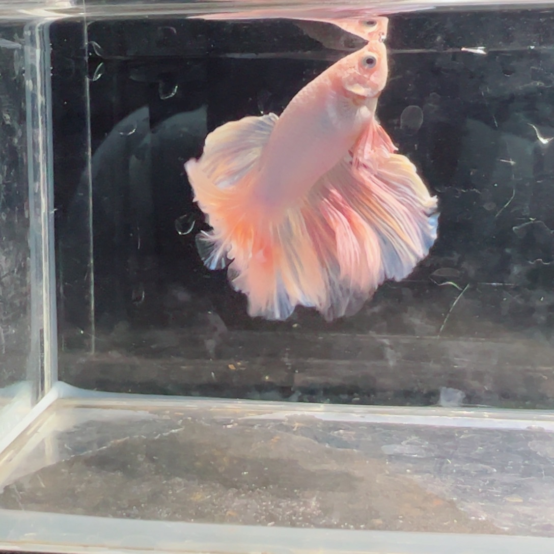 斗鱼浅色仙仙裙特殊尾