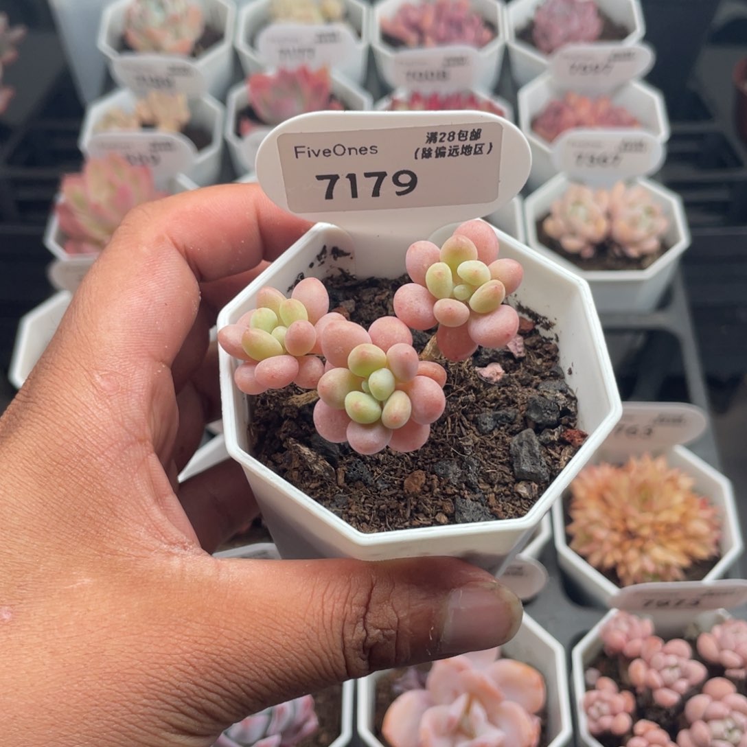 7179鱼子酱4.0厘米