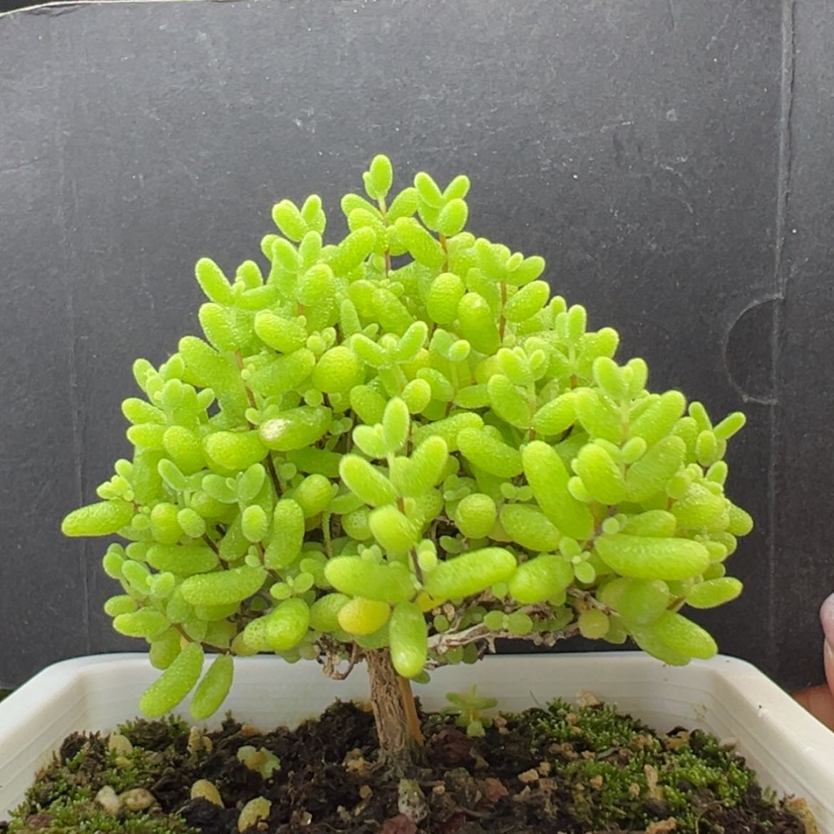 【闪购商品】dy2523蜜橘糖球冠幅6.5cm