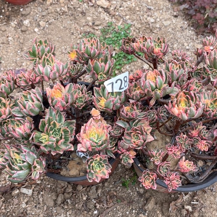 728多肉植物甜茶2棵