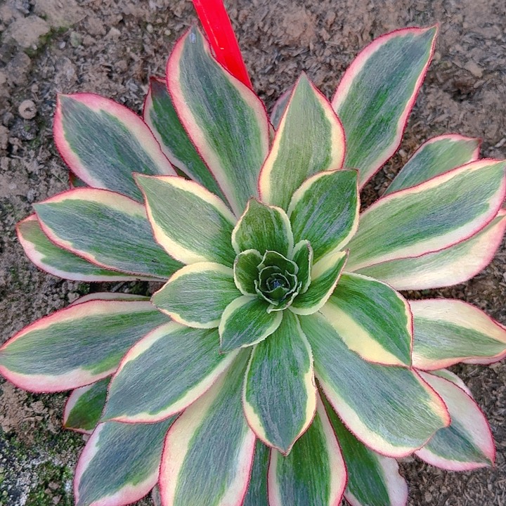 3-354魅影多肉法师