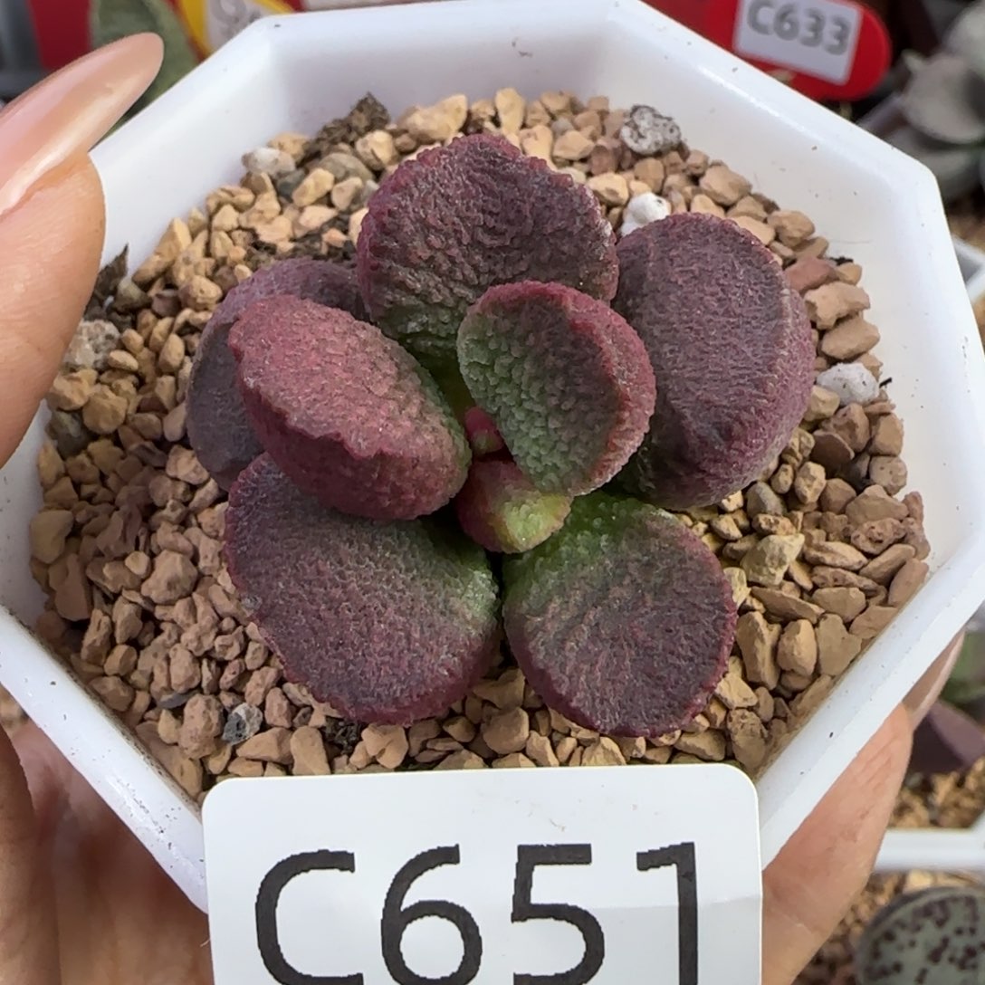 651多肉水泡多肉。  