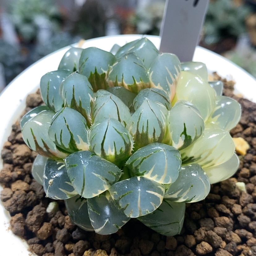 【闪购商品】497水中月