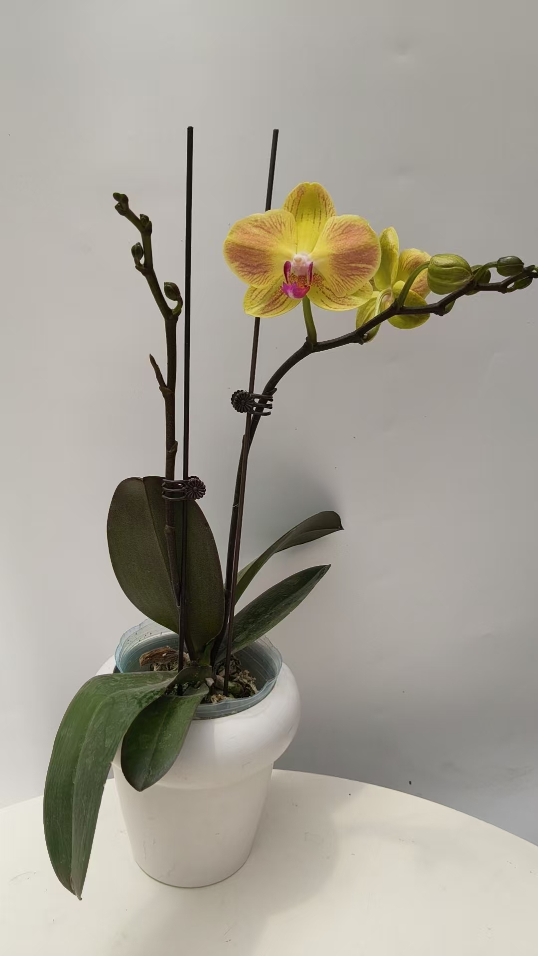 欢然花田蝴蝶兰（黄金吉利）双梗