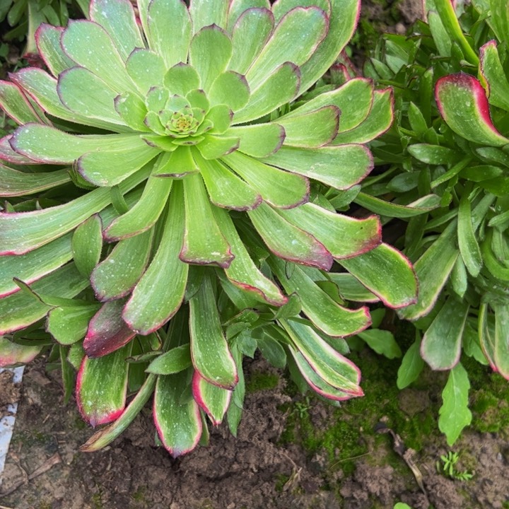 089多肉植物法师