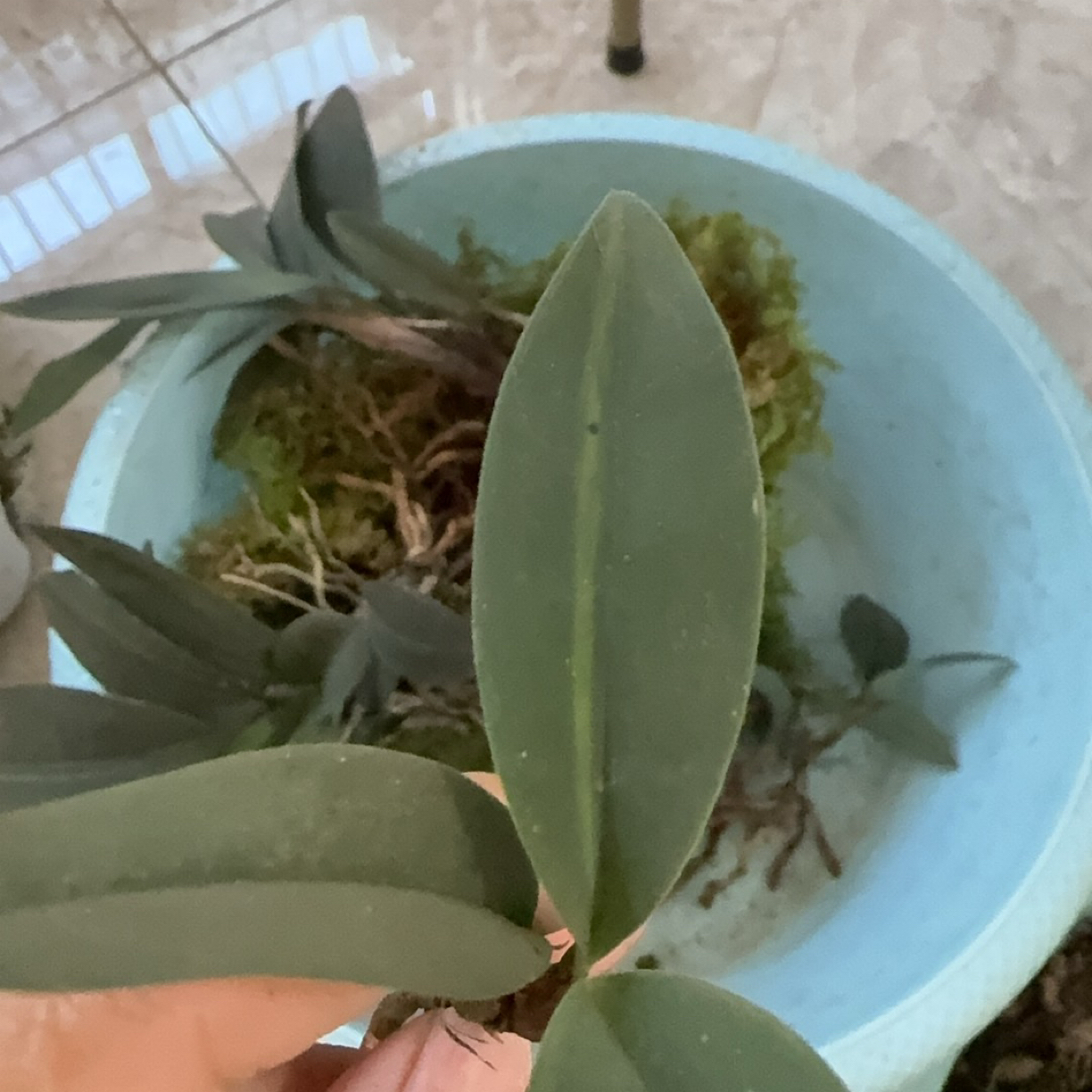 兔耳兰直播间拍品请勿乱拍