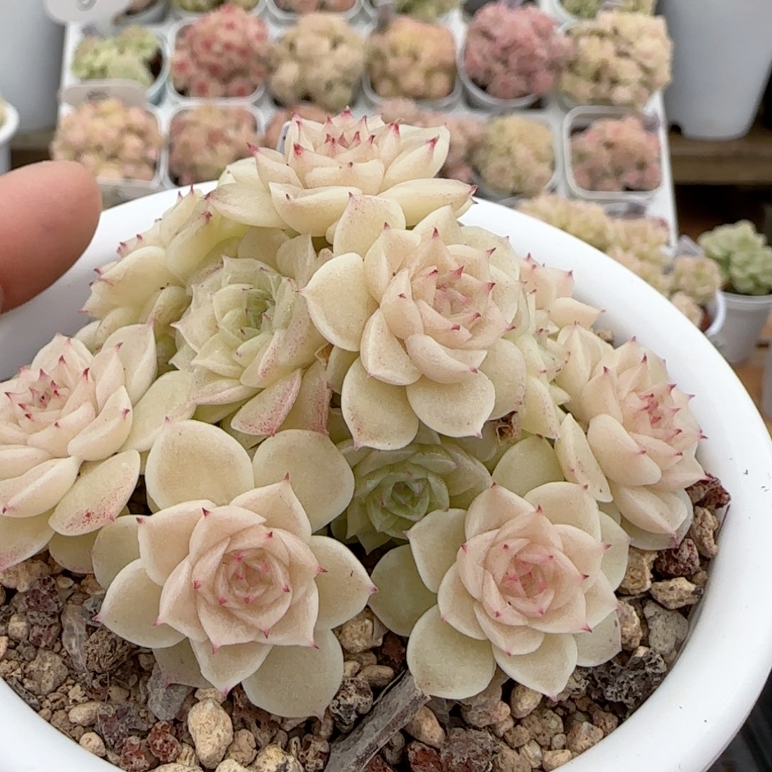 家****枚【闪购商品】0204-54（fm-2）