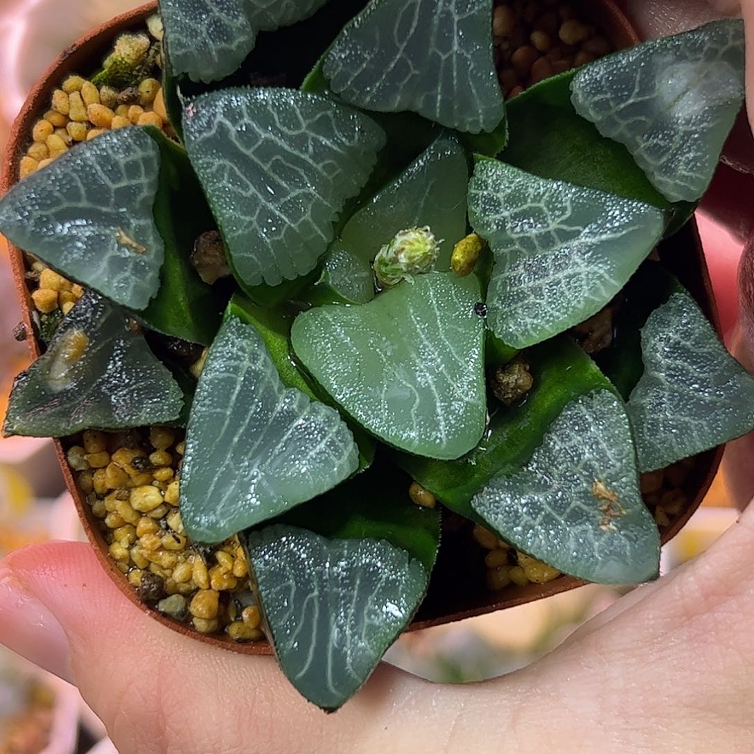 巨人兵克里克特寿