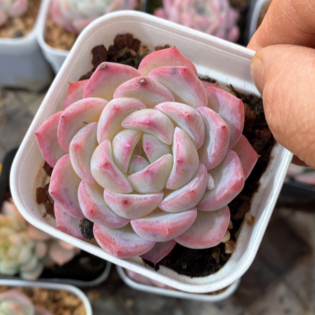 精品多肉一物一拍不包整45