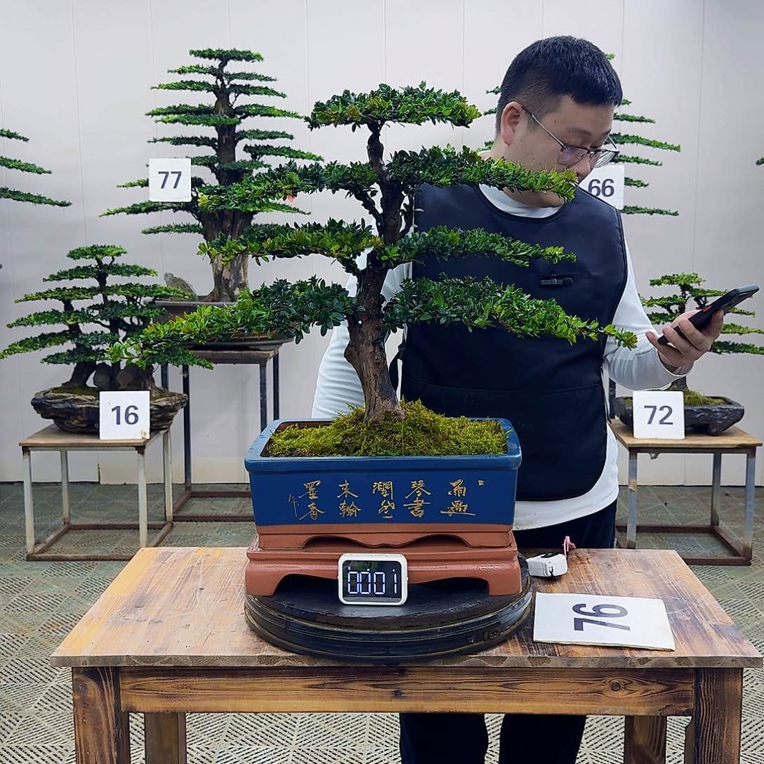盆景罗汉松造型盆景