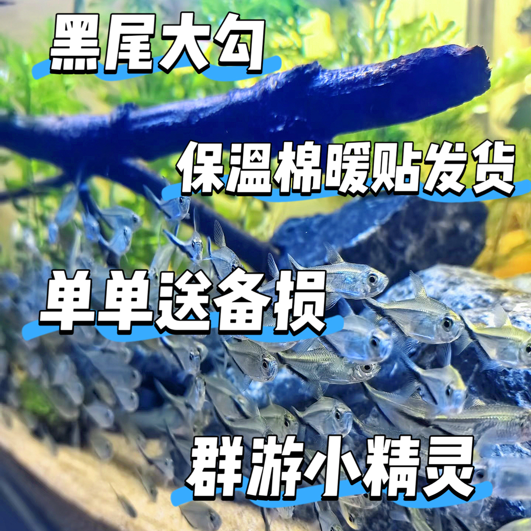 黑尾大勾热带观赏鱼淡水小型灯科鱼群游活体草缸新手好养耐活