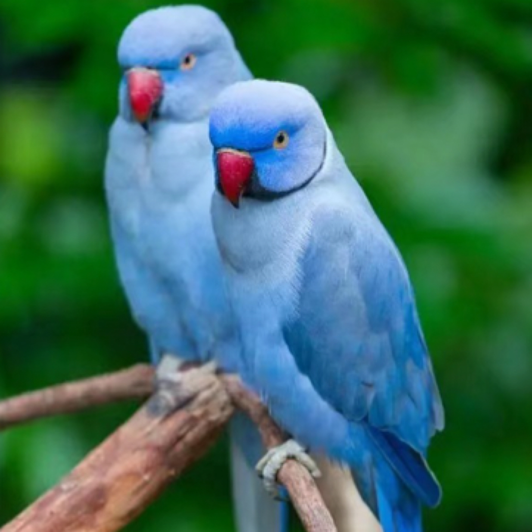 手养鹦鹉可爱鹦鹉活体