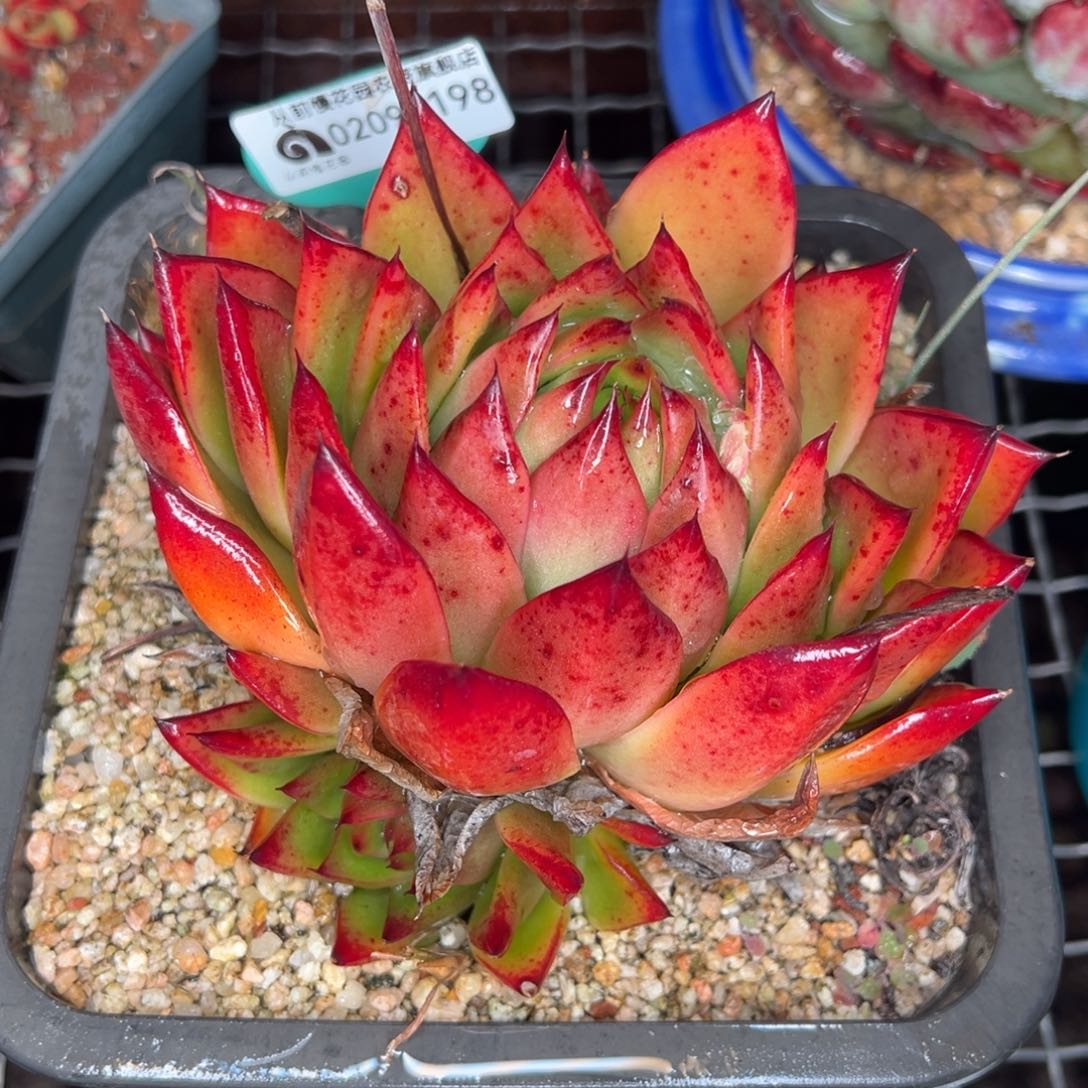 从前慢多肉精选编号0209.198