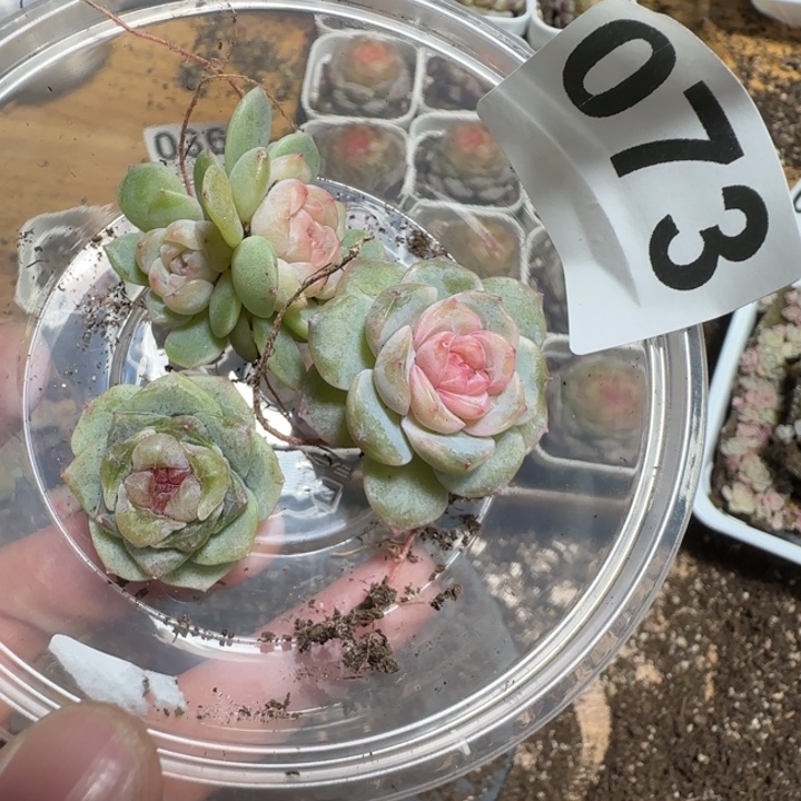 73号王者系列多肉一盒