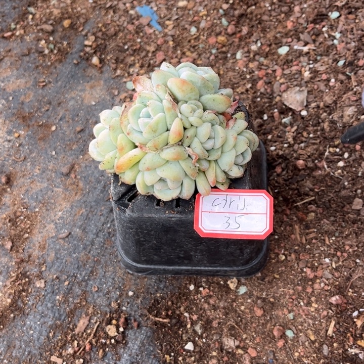 c***l冰玉多肉十方盆6头群