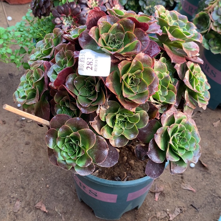 283玫瑰多肉植物特价