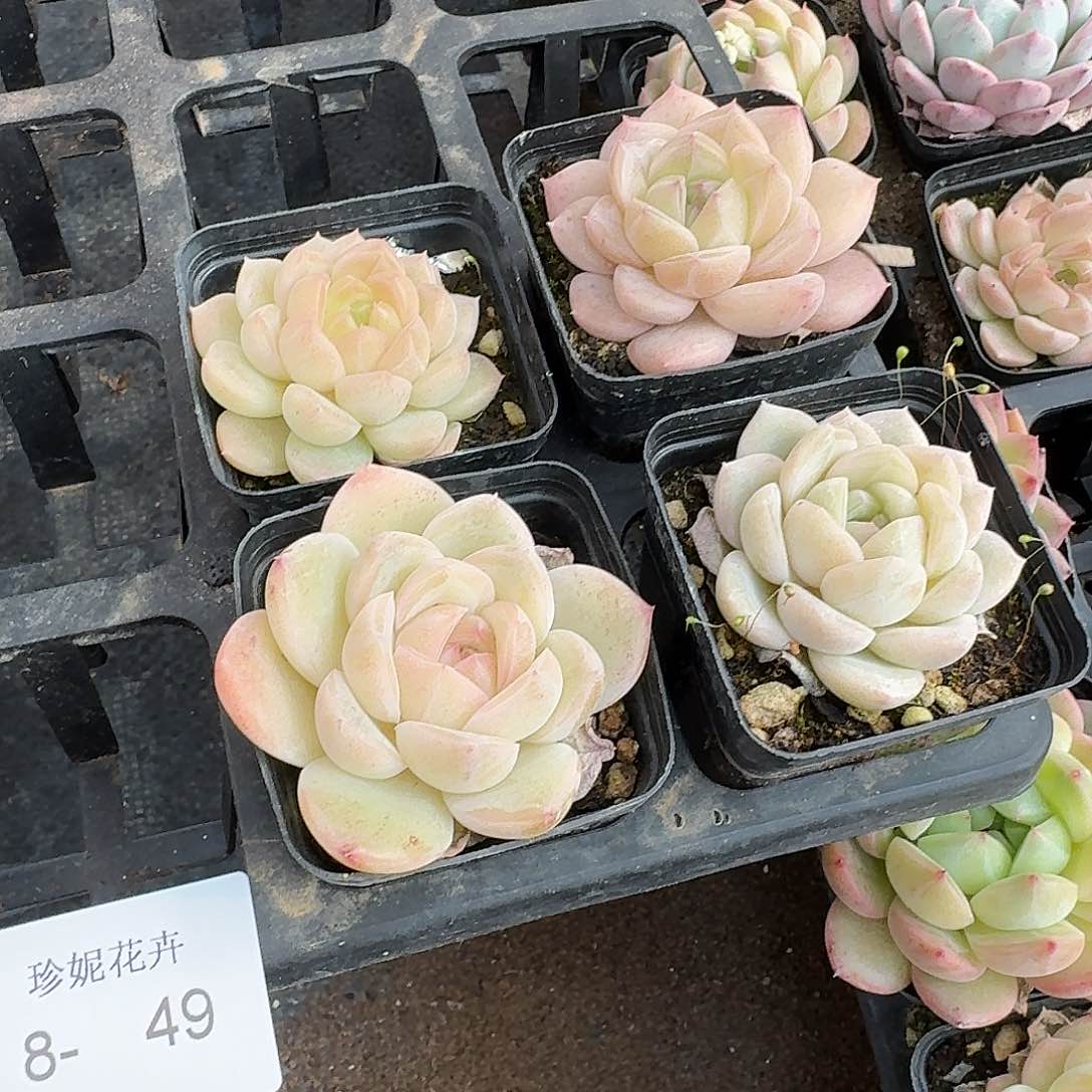 带纹路珍妮四颗量拍8-49