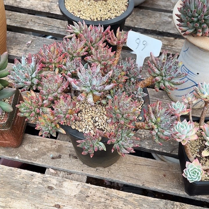 多肉植物，炫彩星99号