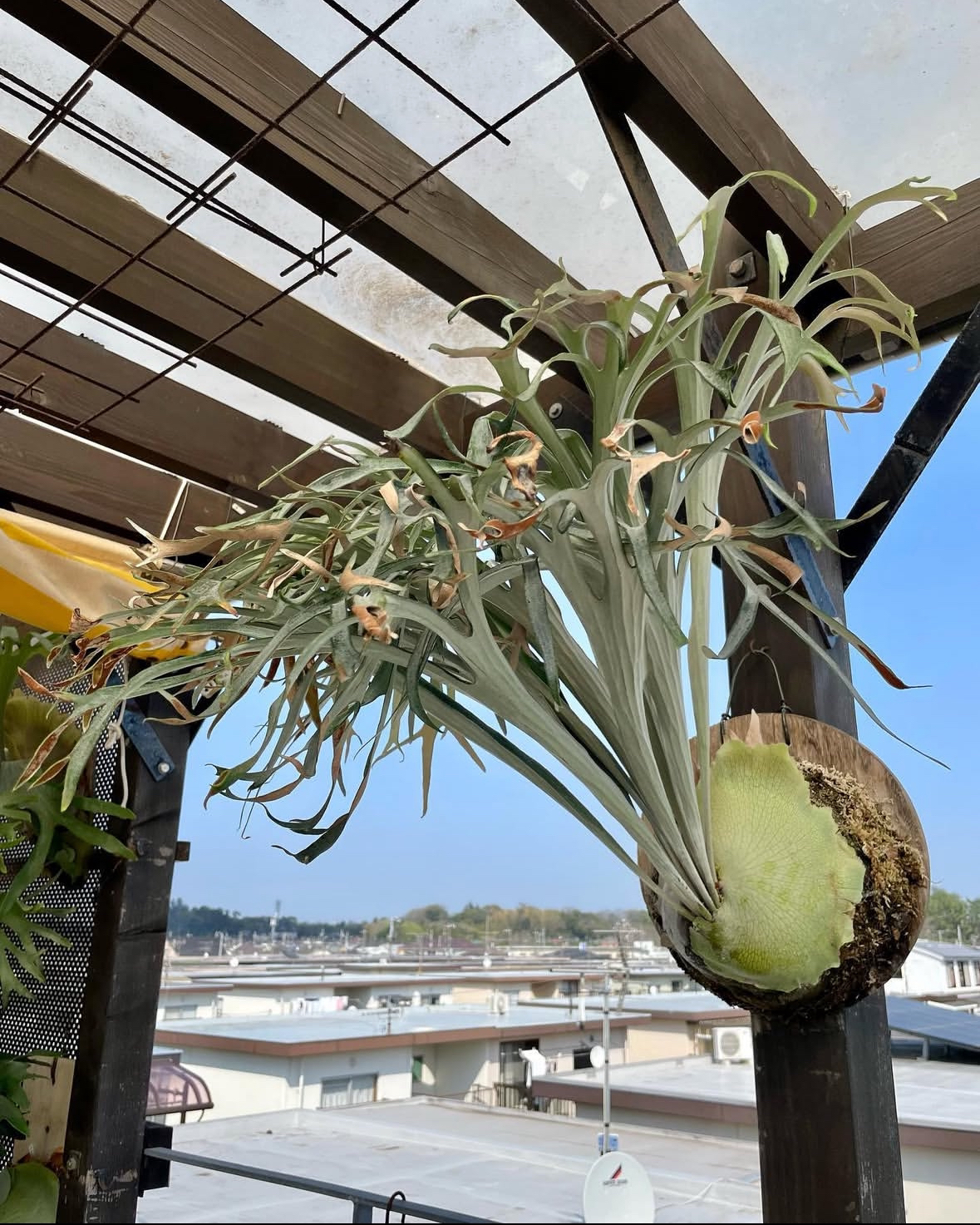 清姬鹿角蕨/清姬/室内装饰墙挂/网红绿植盆栽