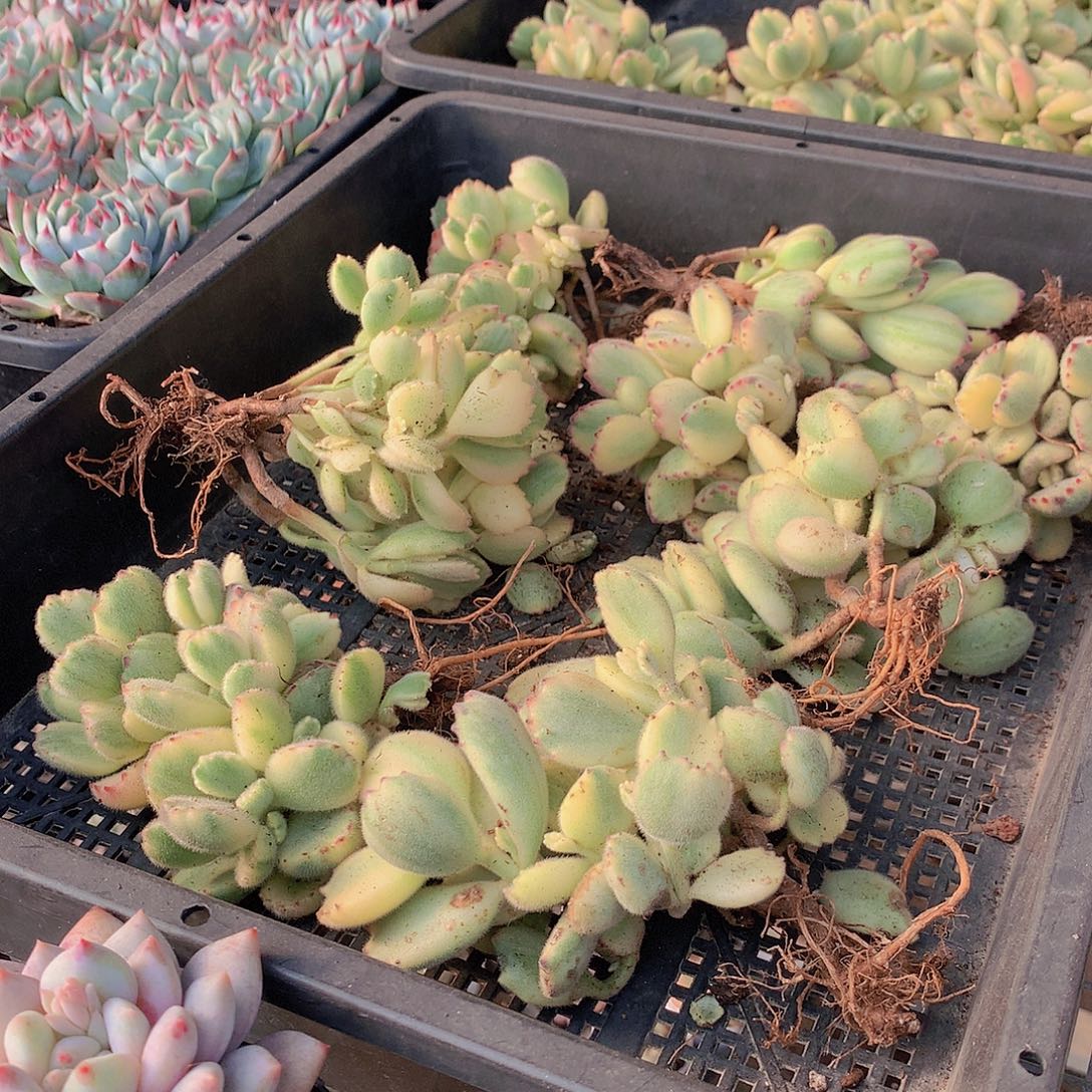 白熊000000000000000