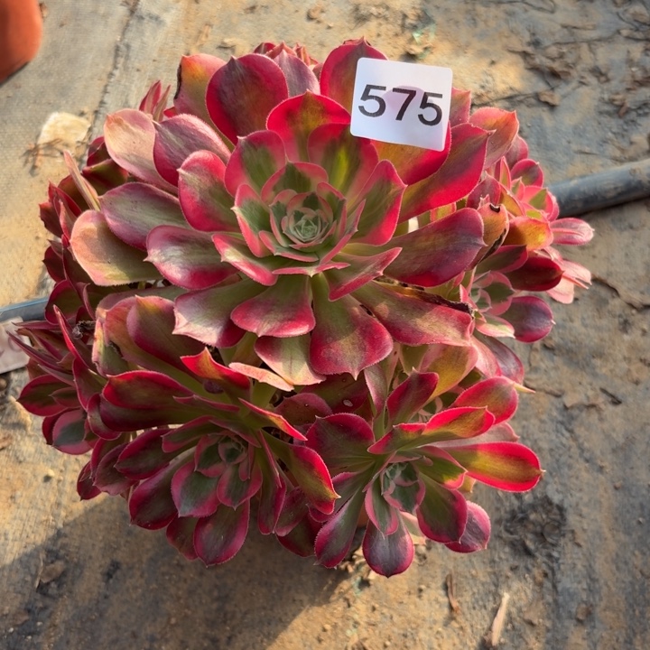 粉女郎多肉植物不包损575