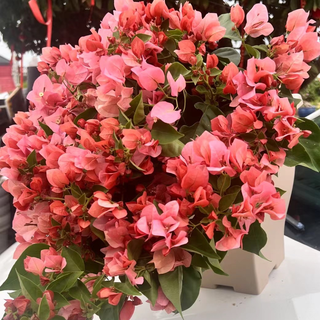 【一物一拍】不甜西瓜瀑布造型四季开花三角梅庭院摆放